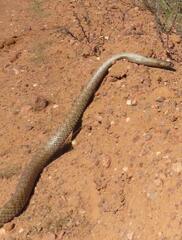 Pseudonaja aspidorhyncha