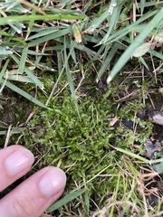 Plagiomnium cuspidatum