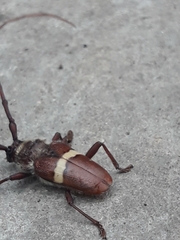 Deretrachys juvencus