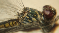 Brachydiplax sobrina