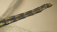 Brachydiplax sobrina