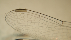 Brachydiplax sobrina