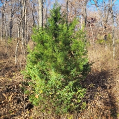 Juniperus virginiana