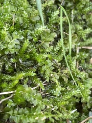 Plagiomnium cuspidatum