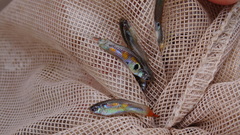 Poecilia reticulata