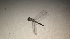 Brachydiplax sobrina