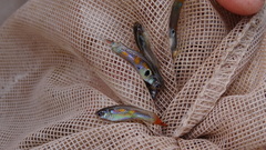 Poecilia reticulata