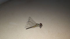 Brachydiplax sobrina