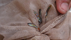 Poecilia reticulata