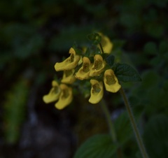 Calceolaria parviflora