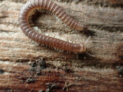 Cylindroiulus punctatus