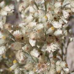 Pseudognaphalium canescens