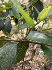 Ficus coronata