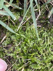 Plagiomnium cuspidatum