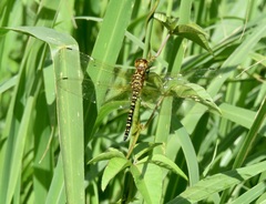 Hydrobasileus brevistylus