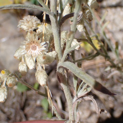 Pseudognaphalium canescens