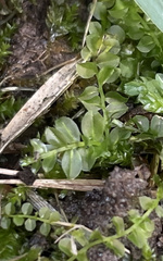 Plagiomnium cuspidatum