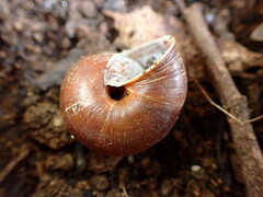 Helminthoglypta arrosa