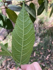 Ficus coronata