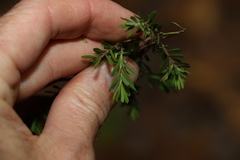 Styphelia margarodes