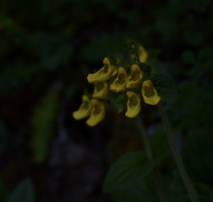 Calceolaria parviflora