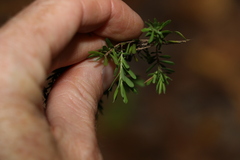 Styphelia margarodes