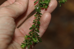 Styphelia margarodes