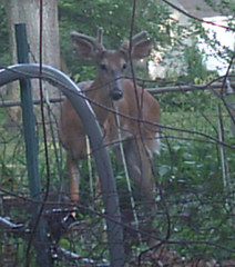 Odocoileus virginianus