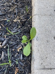 Lactuca virosa