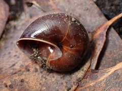 Helminthoglypta arrosa