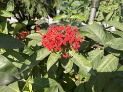Ixora coccinea coccinea