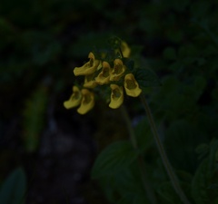 Calceolaria parviflora