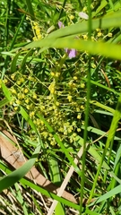 Lomandra