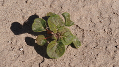 Eriogonum deflexum deflexum