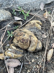 Pisolithus arhizus