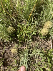 Ptilotus spathulatus