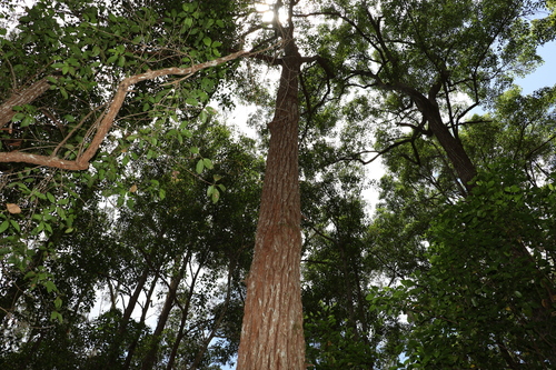 Image of Satinay by (c) Greg Tasney, some rights reserved (CC BY-SA)