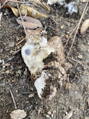 Pisolithus arhizus