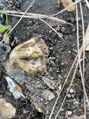 Pisolithus arhizus