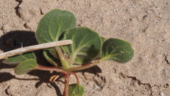 Eriogonum deflexum deflexum