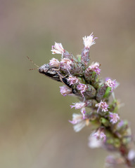 Phaedrotettix