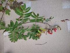 Sorbus americana