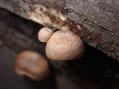 Deconica horizontalis