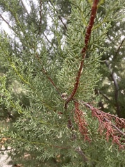 Cupressus abramsiana