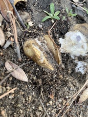 Pisolithus arhizus