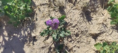 Phacelia crenulata ambigua