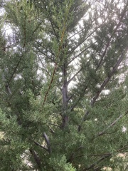 Cupressus abramsiana