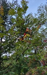 Sorbus americana