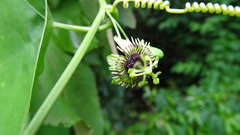 Passiflora coriacea