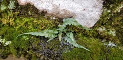 Asplenium pinnatifidum
